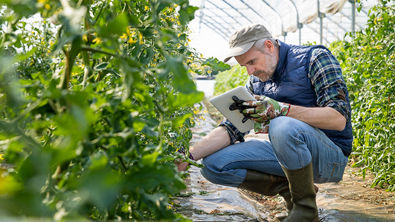 agrarian entrepreneurs examining plants