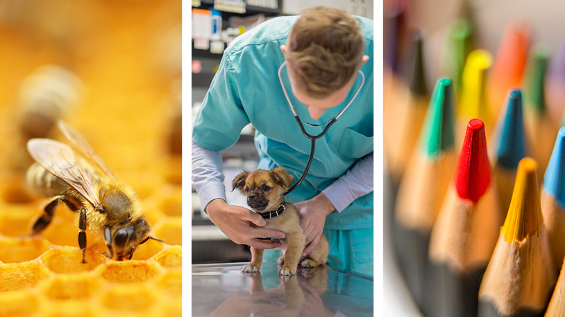 A montage of images including a bee in on a honey comb, a man in hospital scrubs listening to the heartbeat of a small dog, and the tips of colored pencils