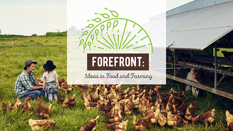 farmer and daughter with lots of brownish red chickens