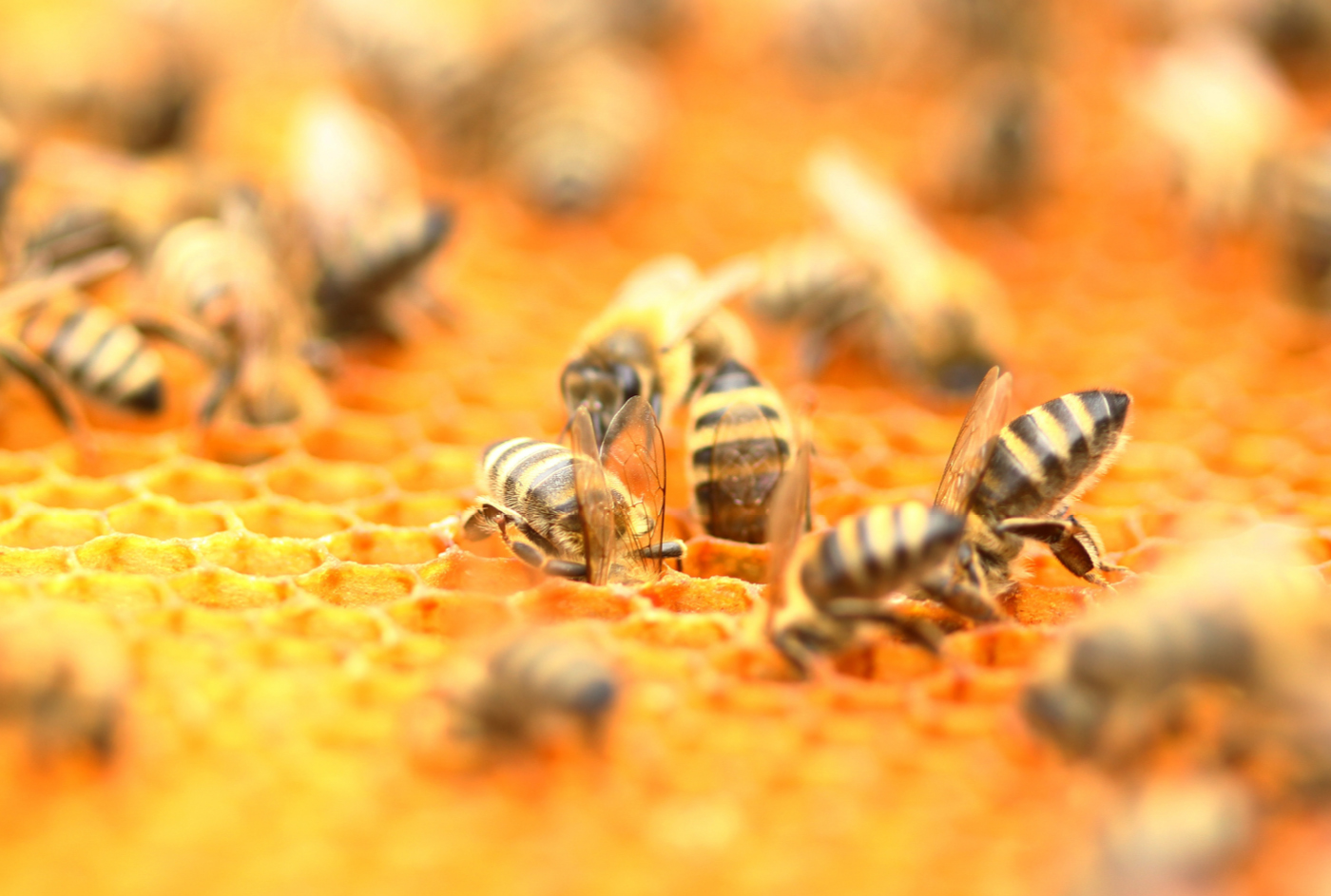 close up image of bees in a hive
