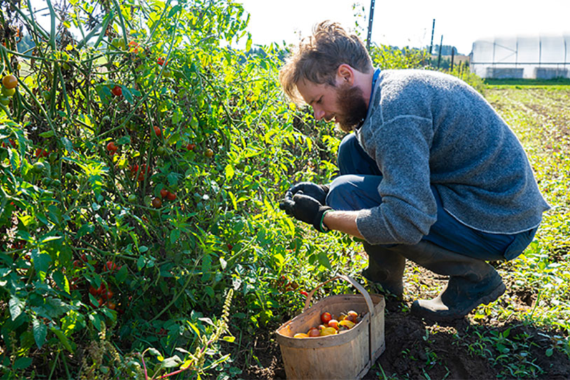 a man kneels on the ground while picking tomatoes