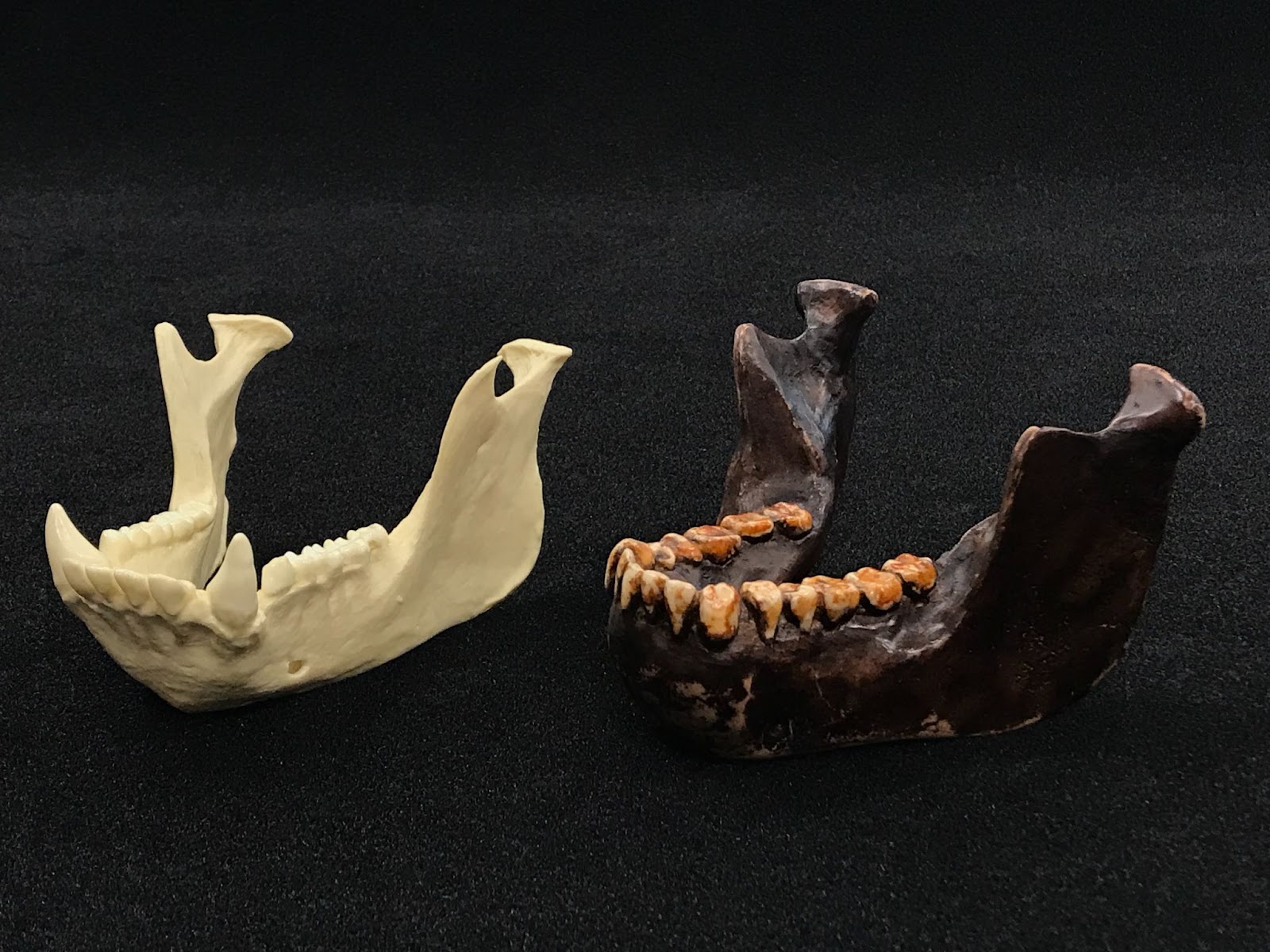 Chimp Aust Mandibles Robustness Jaw