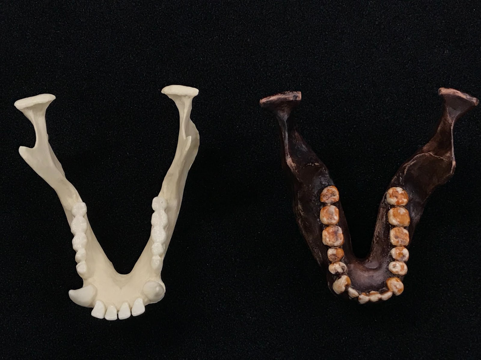 Chimp Aust Molars
