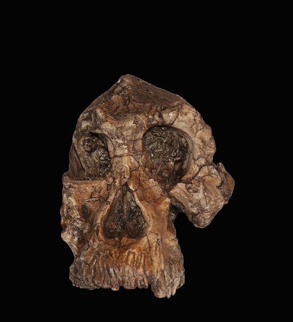 Australopithecus anamensis