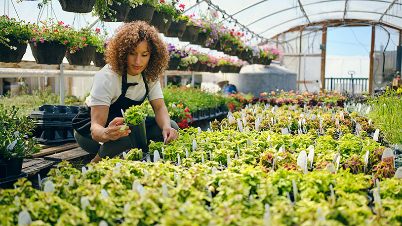 woman working in greenhouse with colorful flowers