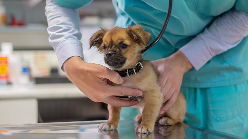 A veterinary assistant is using a stethoscope to examine a small brown puppy on an exam table in a clinic.