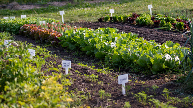 vegetables on the MCC Student Farm in late August 