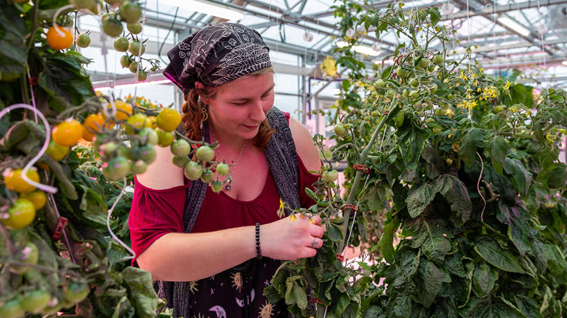 An MCC student in the greenhouse carefully inspecting ripe and unripe tomatoes on the vine among lush green foliage.