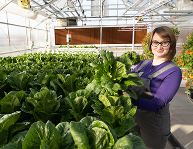 MCC alumna Marianna Ivanovskaya-Pierard is wearing a purple shirt and gray apron while harvesting fresh leafy greens in the MCC greenhouse.