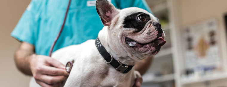 veterinary assistant taking vitals on a bulldog